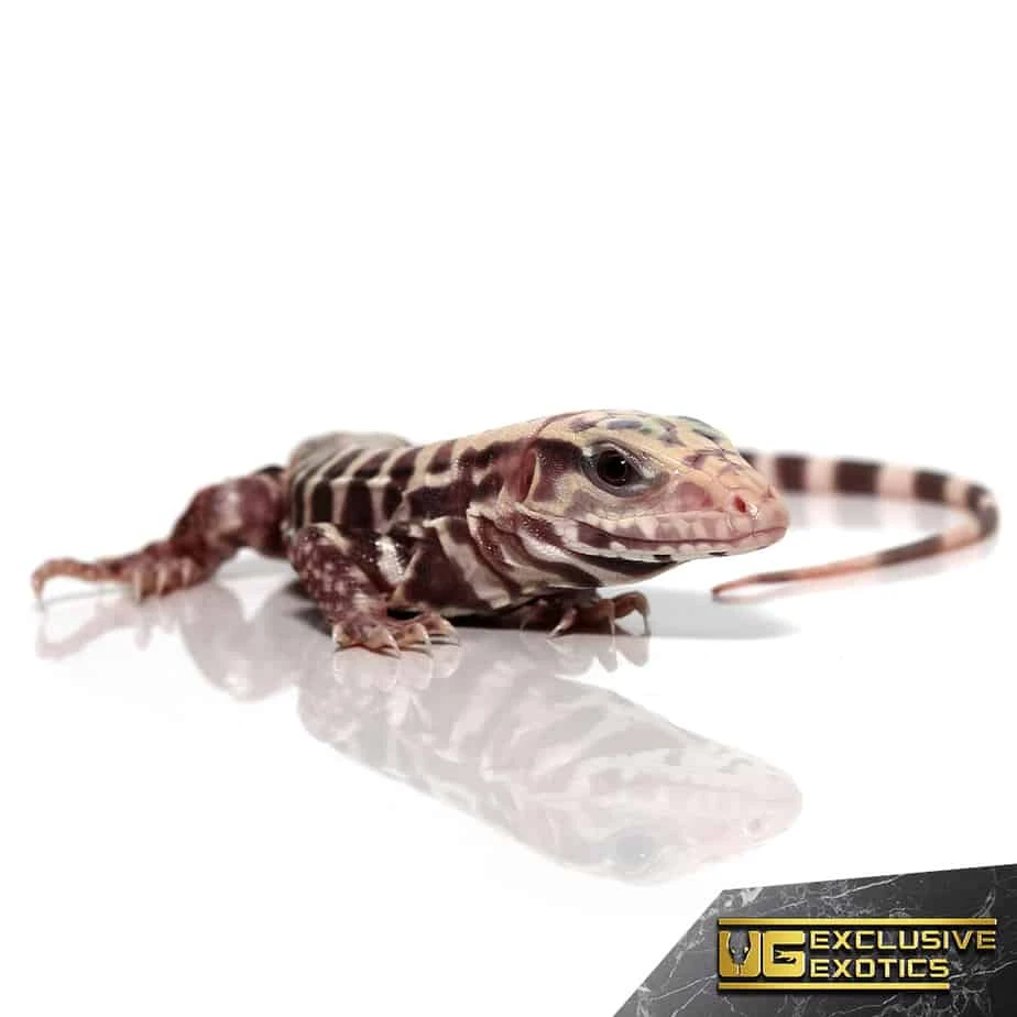 Baby Albino Tiger Ice Tegu - Image 4