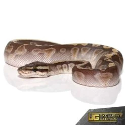 Baby Butter Ghi Ball Python