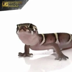 Baby Central American Banded Gecko