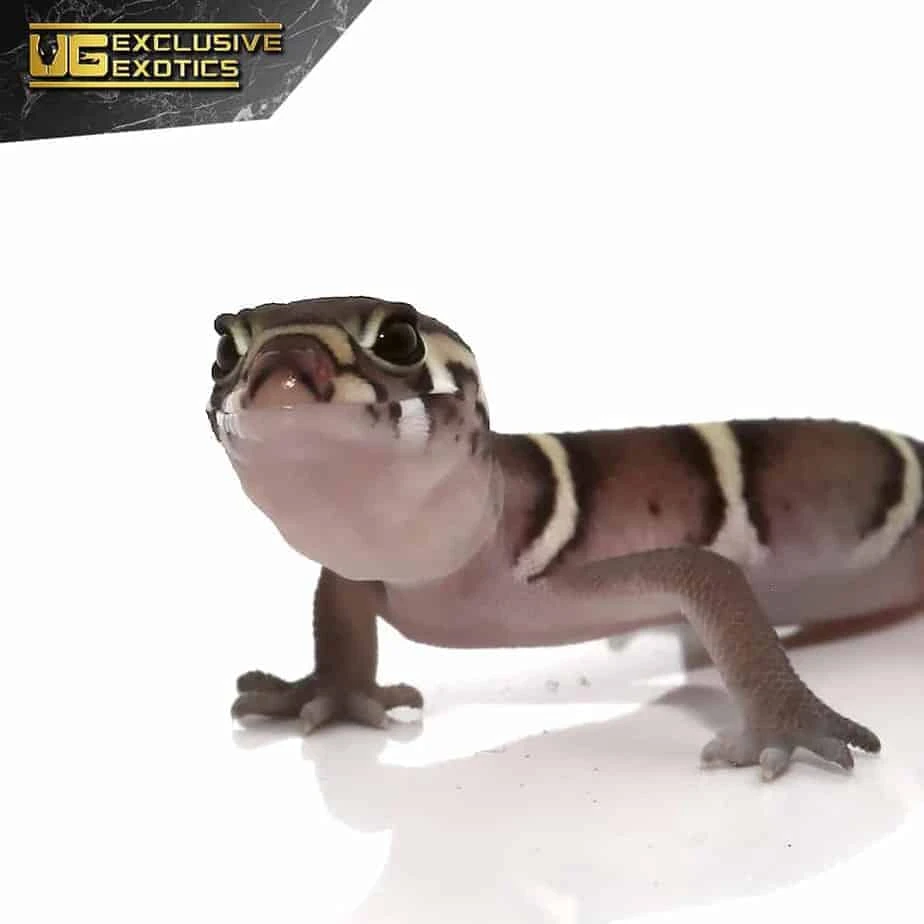 Baby Central American Banded Gecko