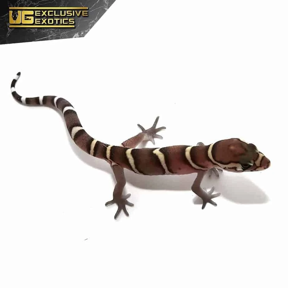 Baby Central American Banded Gecko - Image 2