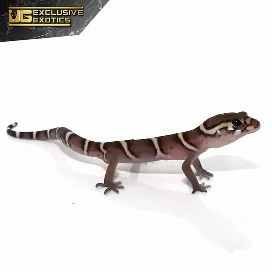Baby Central American Banded Gecko - Image 3