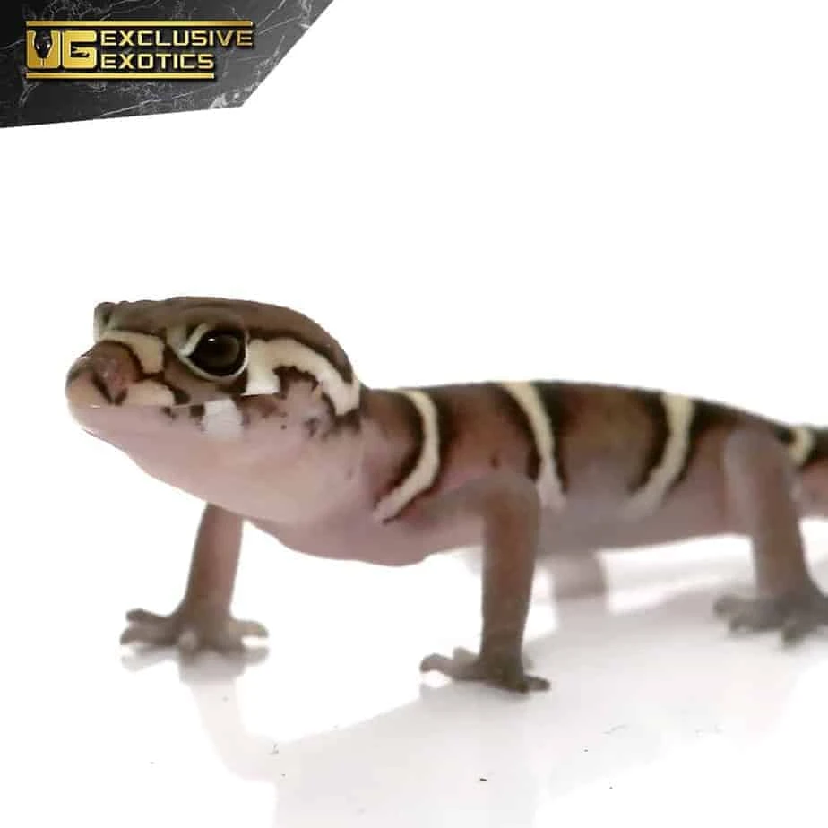 Baby Central American Banded Gecko - Image 4