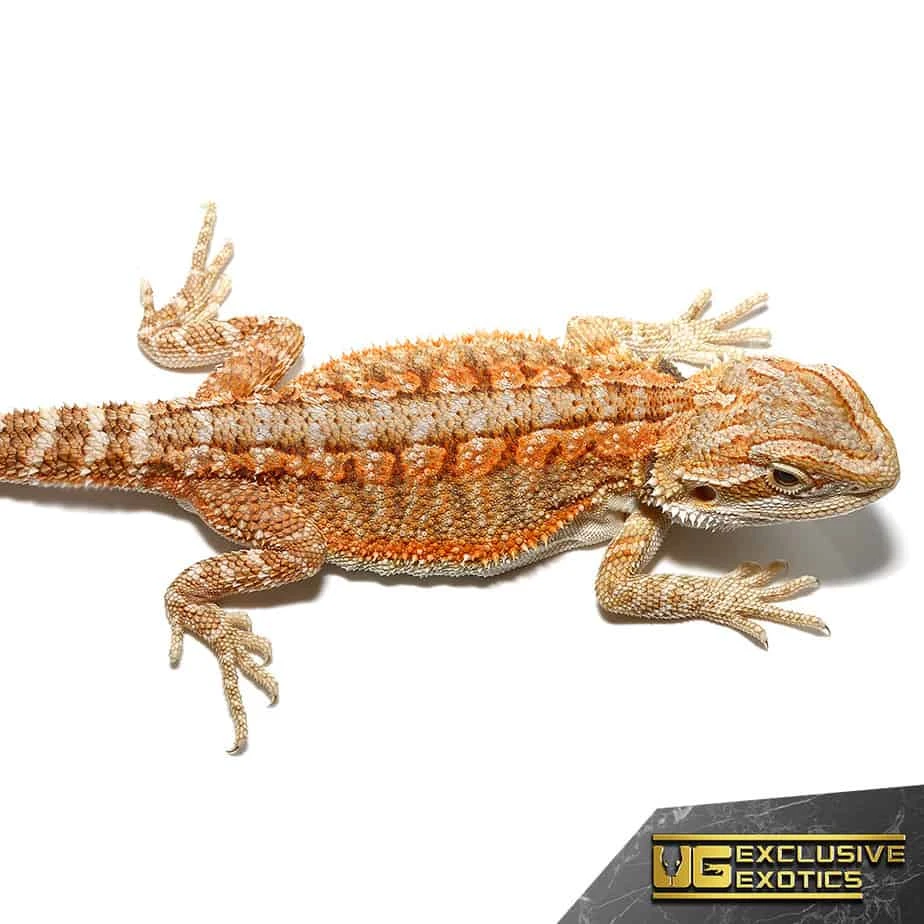 Baby Flame Of Olympus Bearded Dragon - Image 3