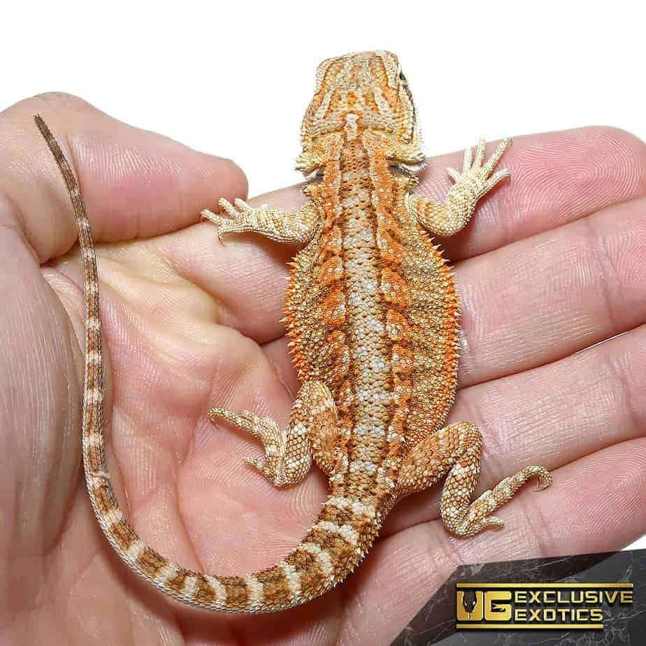 Baby Flame Of Olympus Bearded Dragon - Image 4