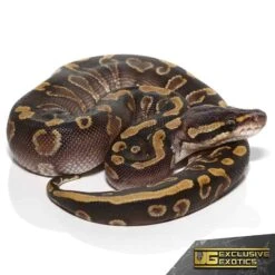 Yearling Male GHI Mojave Het Clown Ball Python