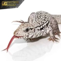 Baby Ghost Tegu