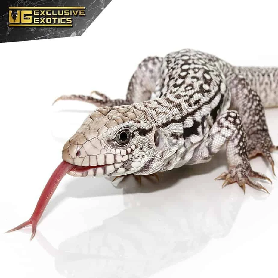 Baby Ghost Tegu