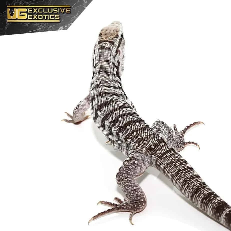 Baby Ghost Tegu - Image 2