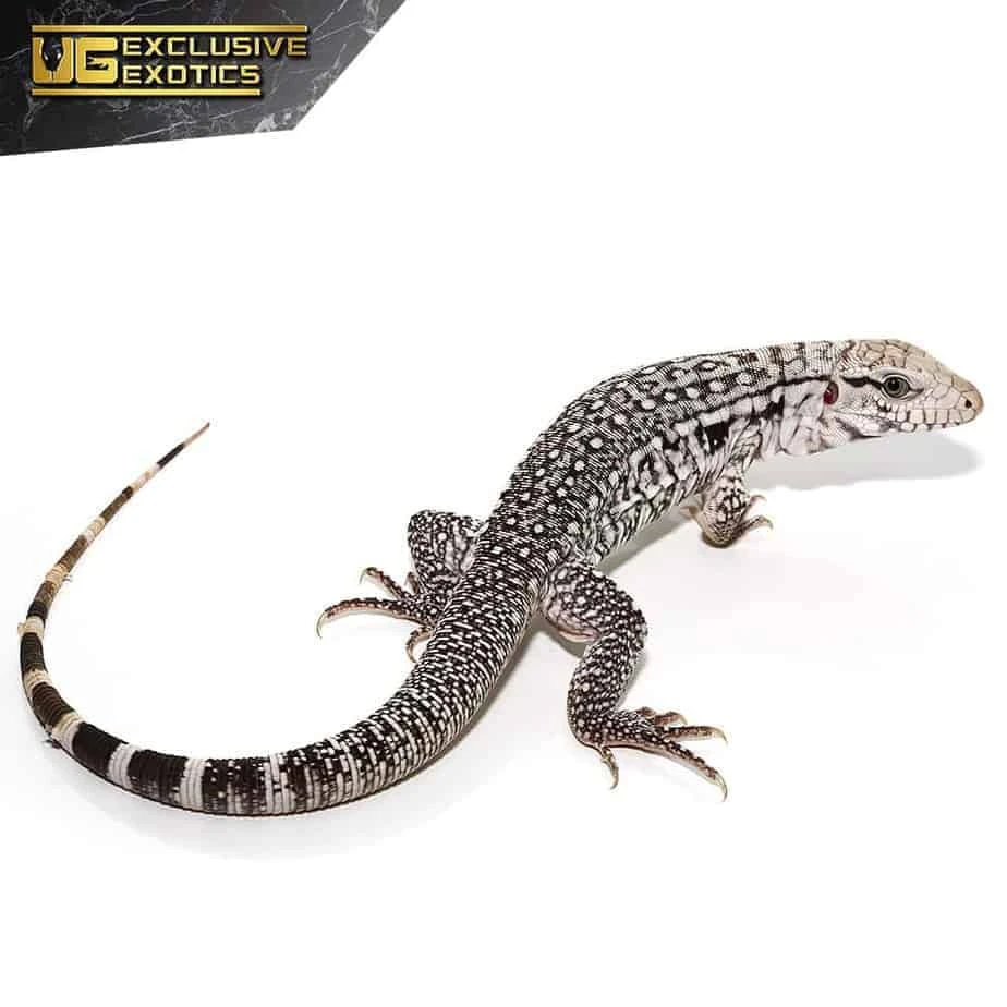 Baby Ghost Tegu - Image 3