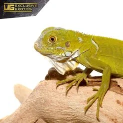 Baby Hypo Iguana