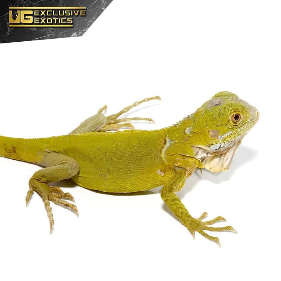 Baby Hypo Iguana - Image 3