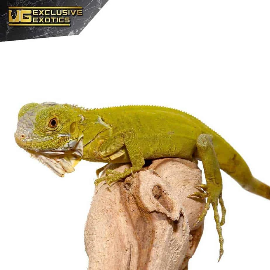 Baby Hypo Iguana - Image 4