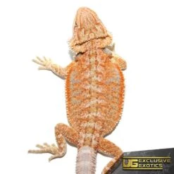 Baby Hypo Summer Stripe Bearded Dragon