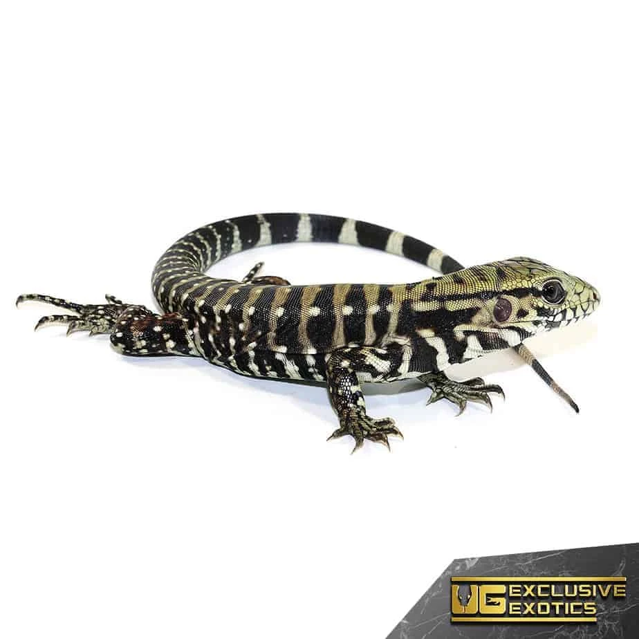 Baby Ice Tegu 100 % Het Albino - Image 3