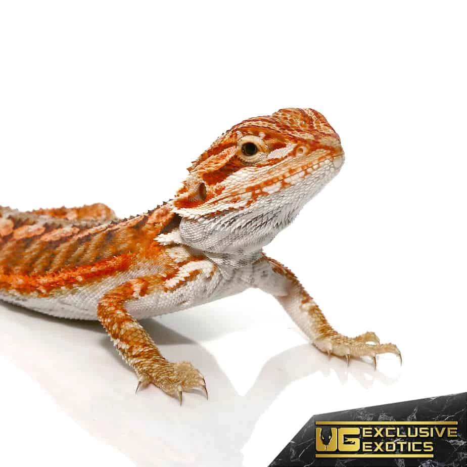 Baby Lava Flame Bearded Dragon - Image 2