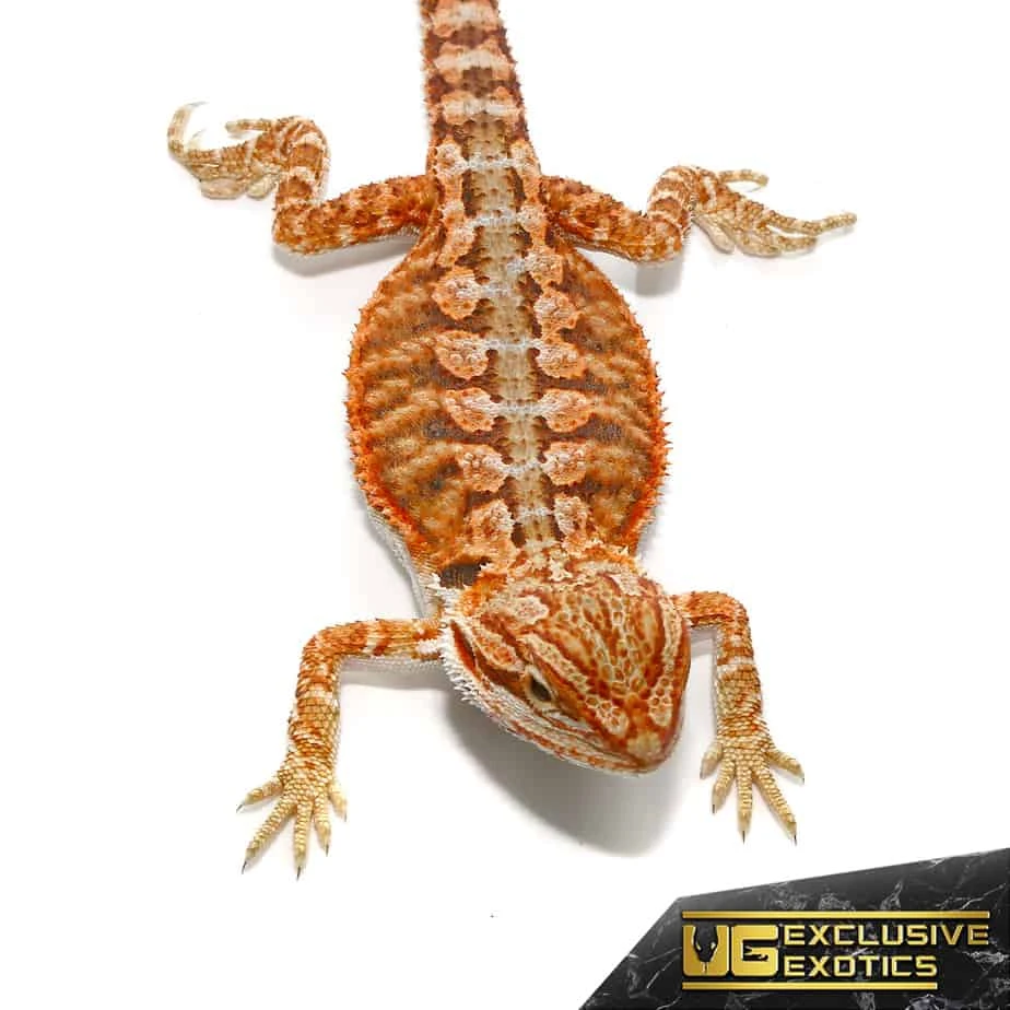 Baby Lava Flame Bearded Dragon