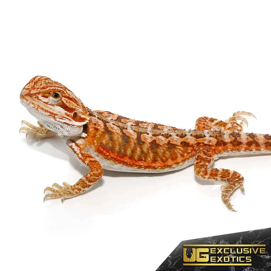 Baby Lava Flame Bearded Dragon - Image 4