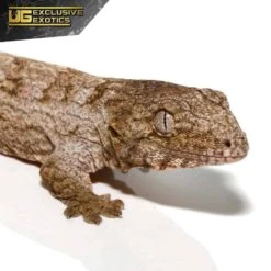 Baby Offshore Leachianus Gecko