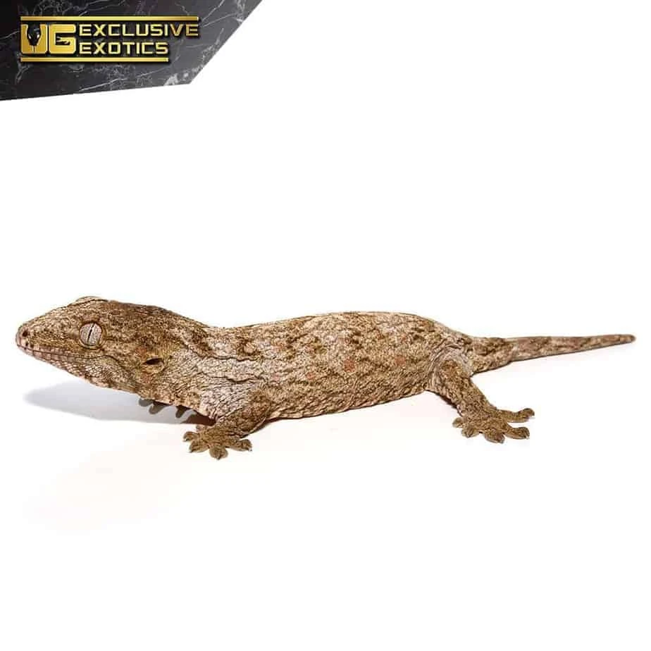Baby Offshore Leachianus Gecko - Image 3