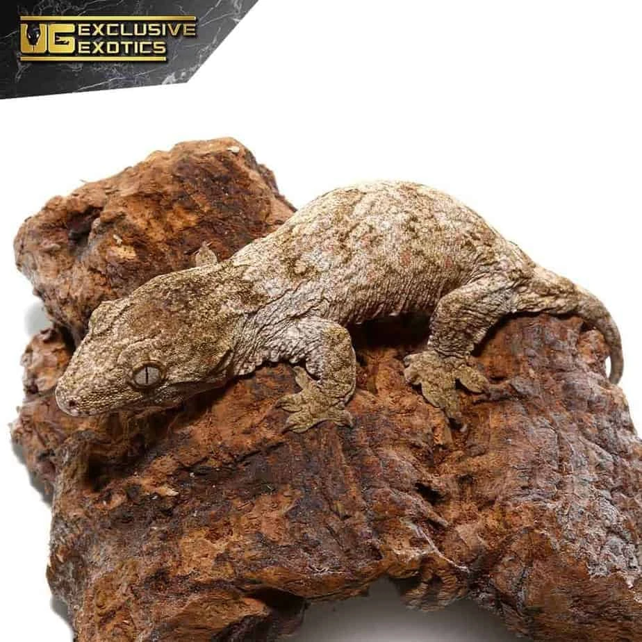 Baby Offshore Leachianus Gecko - Image 2