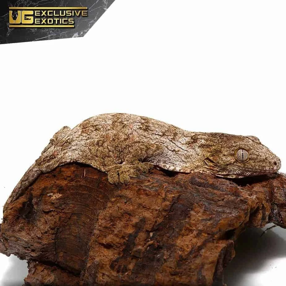 Baby Offshore Leachianus Gecko - Image 4