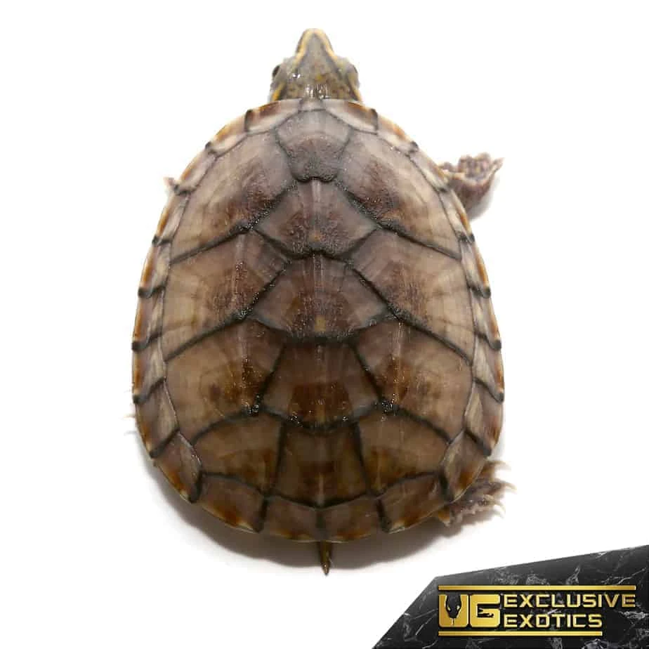 Baby Pastel Musk Turtle - Image 2