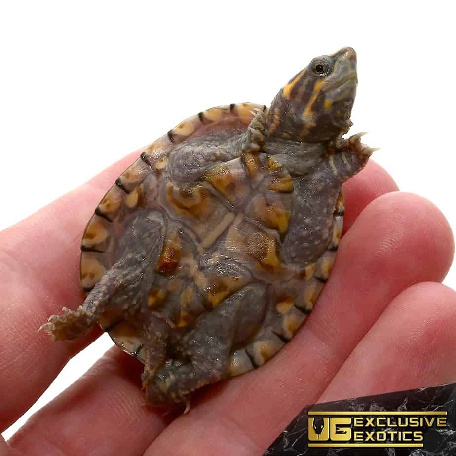 Baby Pastel Musk Turtle - Image 3