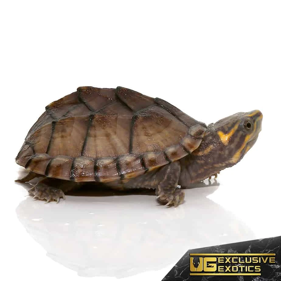 Baby Pastel Musk Turtle - Image 4