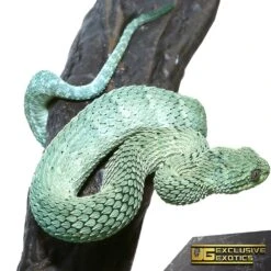Baby Blue Green With Black Spots Squamigera Bush Viper