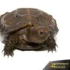 Baby Burmese Brown Mountain Tortoise