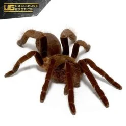 Cameroon Red Baboon Tarantula (2”)