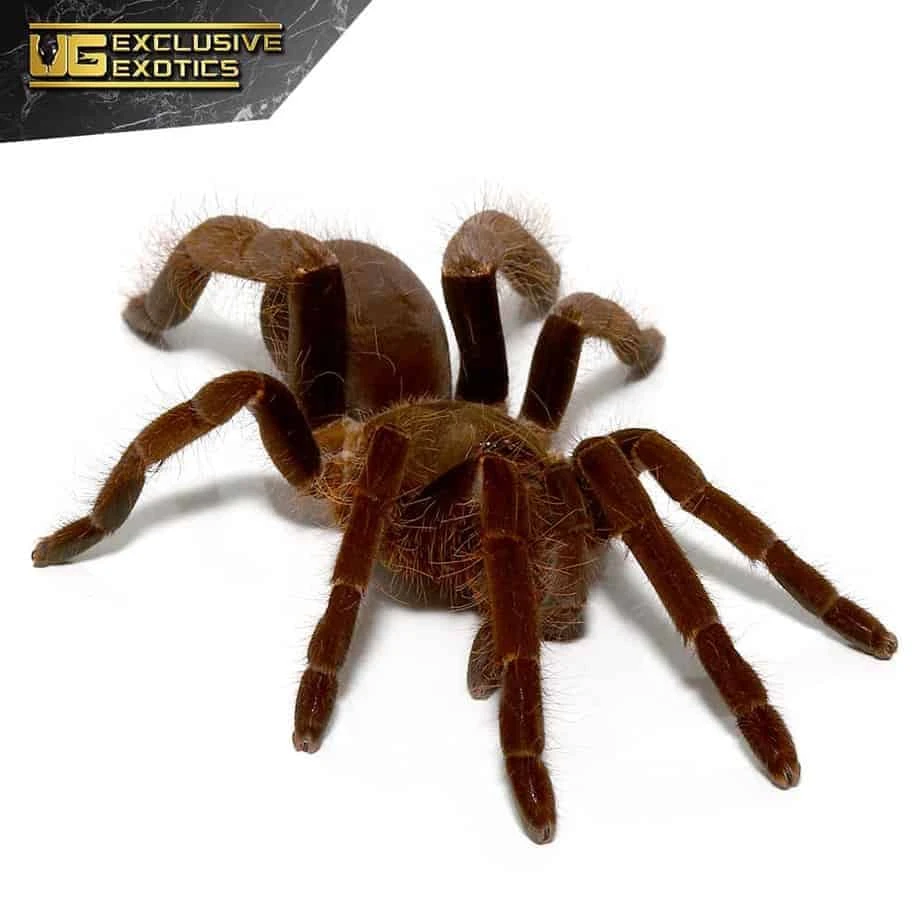Cameroon Red Baboon Tarantula (2โ)