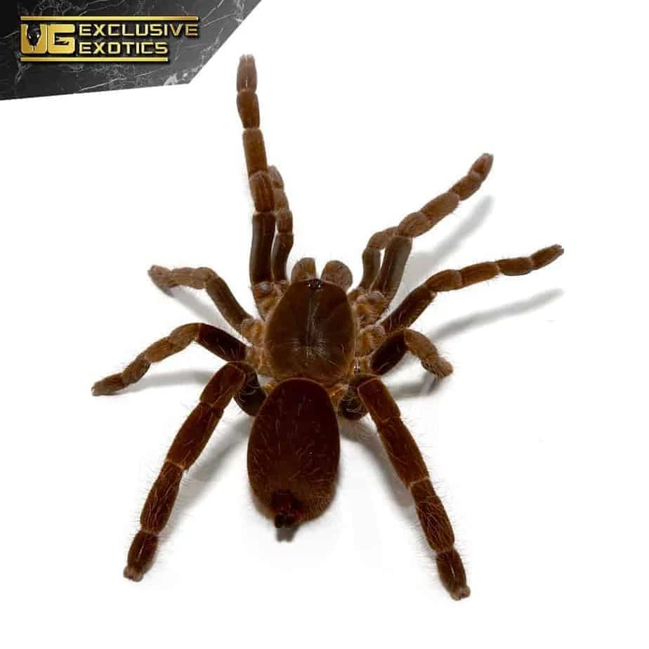 Cameroon Red Baboon Tarantula (2โ) - Image 3