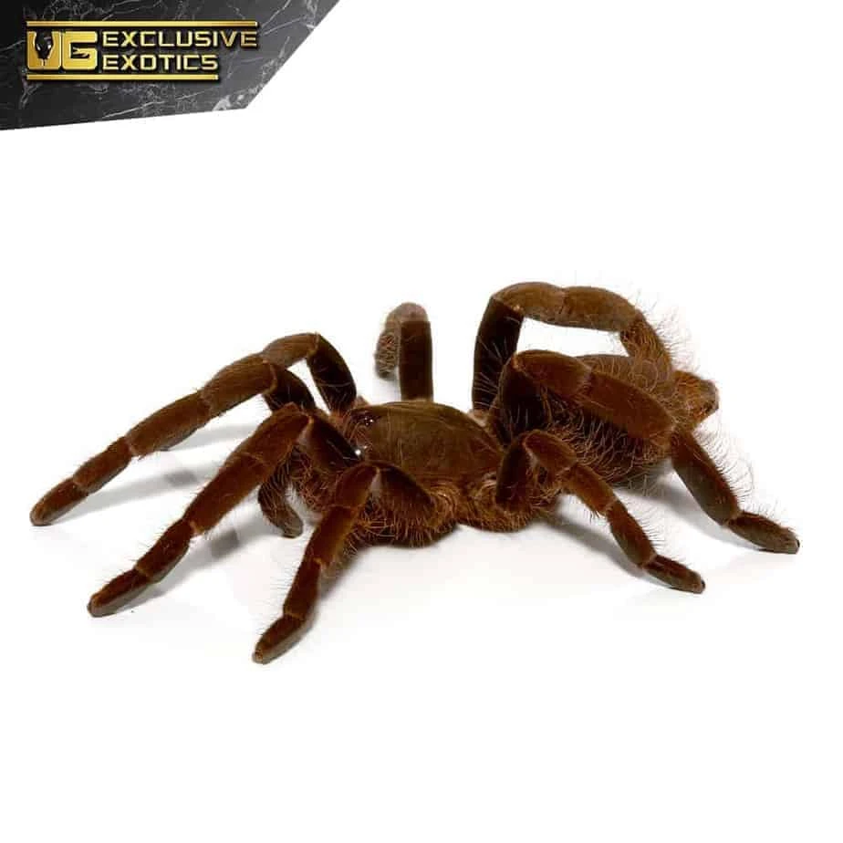 Cameroon Red Baboon Tarantula (2โ) - Image 4