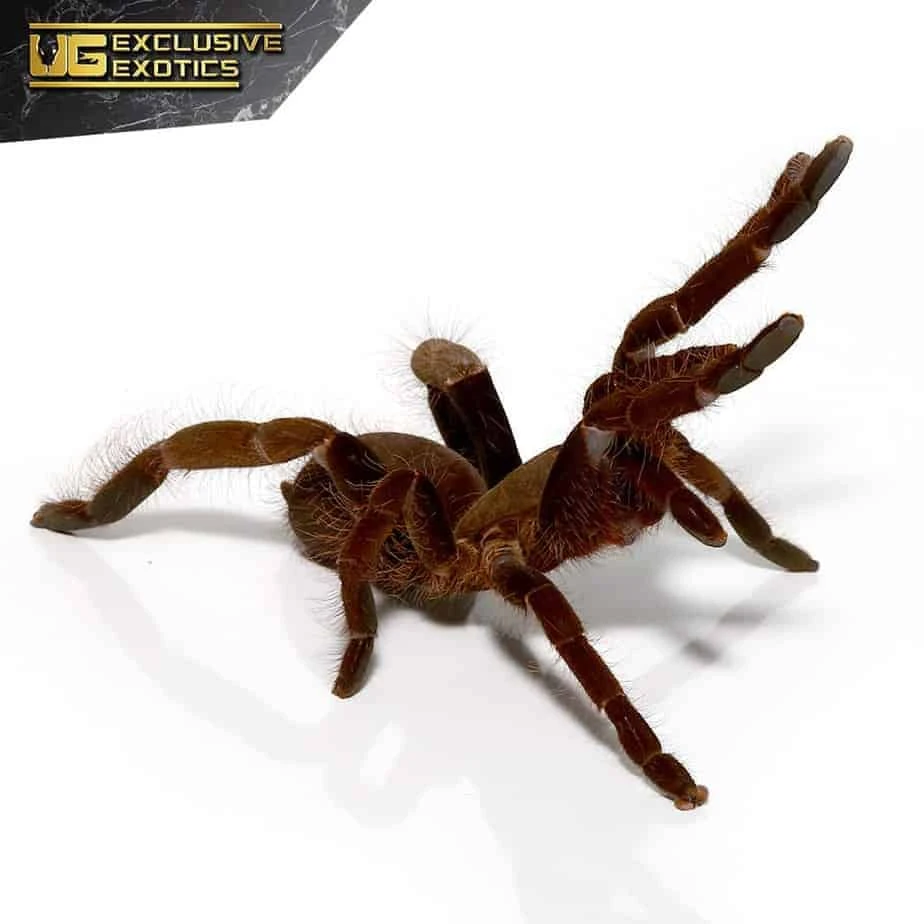 Cameroon Red Baboon Tarantula (2โ) - Image 2