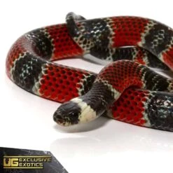 Central American Coral Snake
