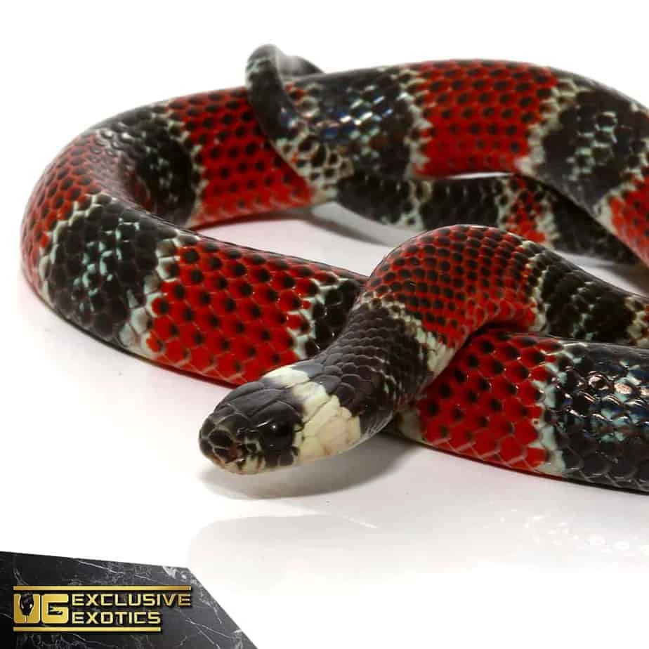 Central American Coral Snake
