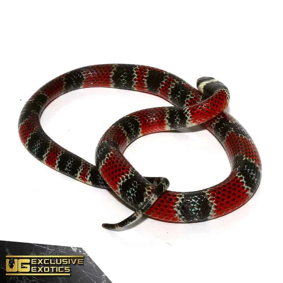 Central American Coral Snake - Image 2