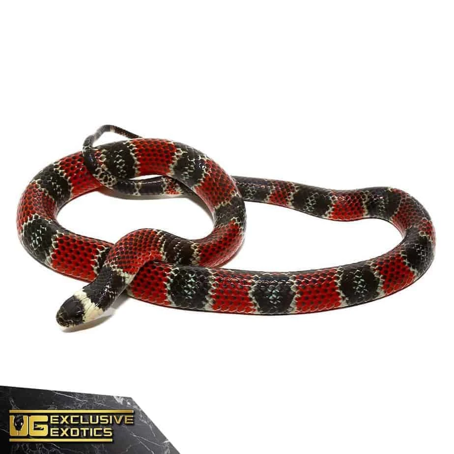 Central American Coral Snake - Image 3