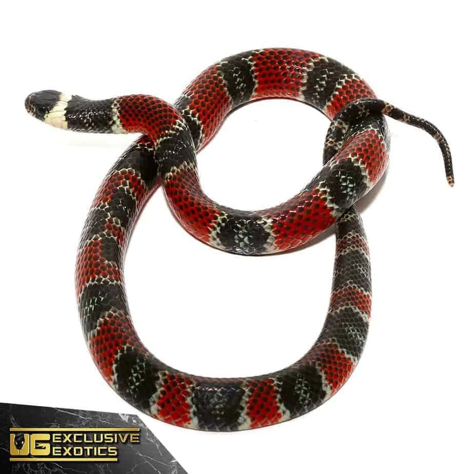 Central American Coral Snake - Image 4