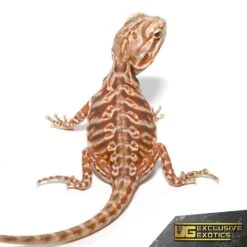 Baby Chocolate Hypo Silky Bearded Dragon
