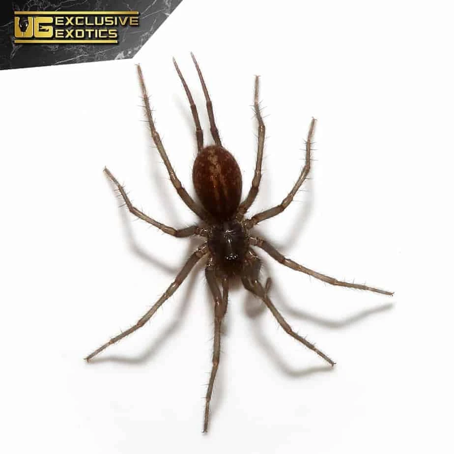 Colombian Blue Funnel Web Spider (.75 β 1.5β³)