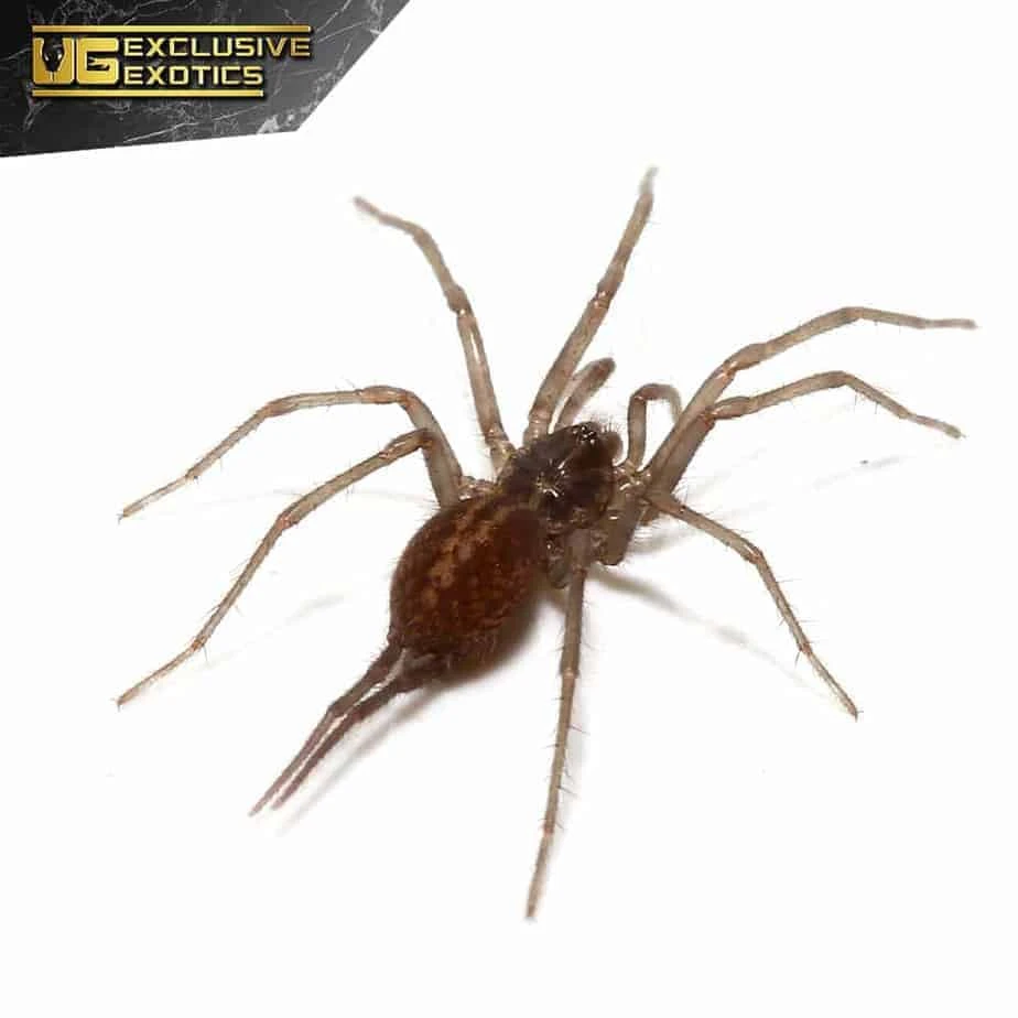 Colombian Blue Funnel Web Spider (.75 β 1.5β³) - Image 3
