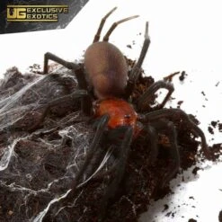 French Guianan Red And Black Curtain Web Spider (0.5 – 1”)