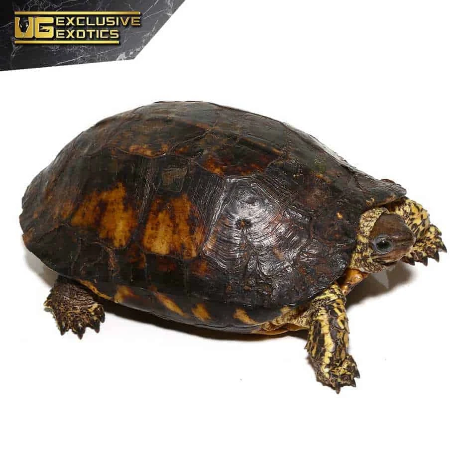 Furrowed Wood Turtle - Image 2