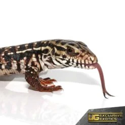 Baby High White Red Tegu