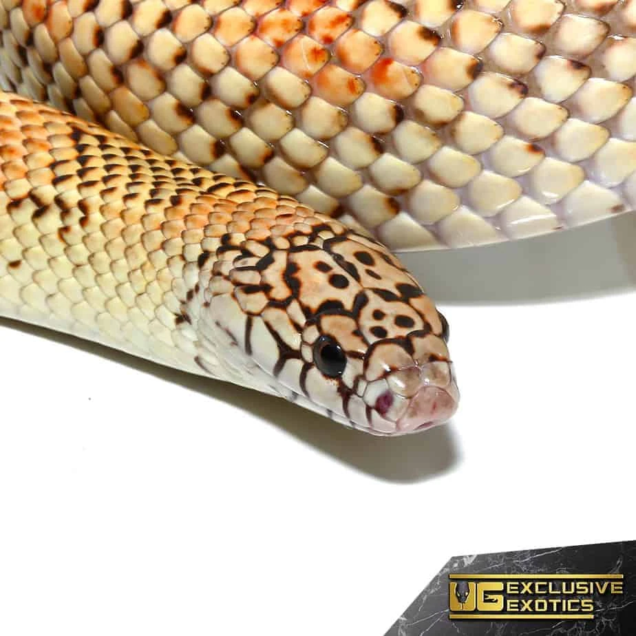 Adult Hypo Blotched Kingsnake - Image 4