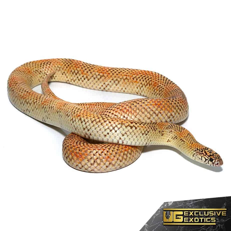 Adult Hypo Blotched Kingsnake - Image 2