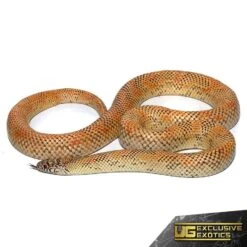 Adult Hypo Blotched Kingsnake